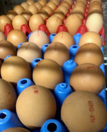 Free Range Eggs - 6 Free Range Welsh Eggs
